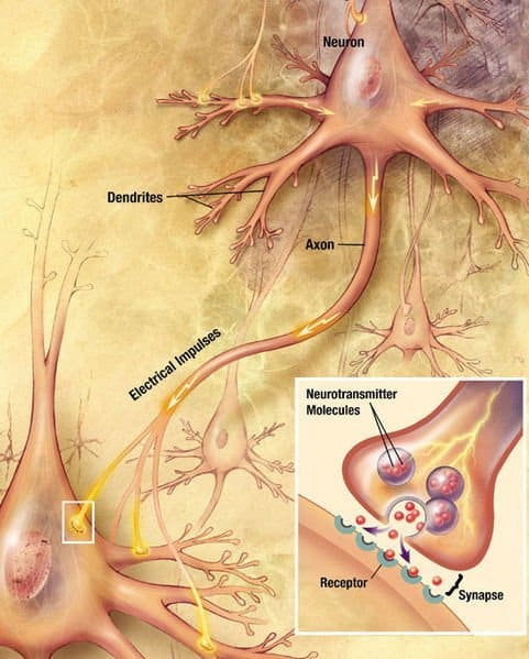 Source: http://en.wikipedia.org/wiki/Synapse 481px-Chemical_synapse_schema_cropped