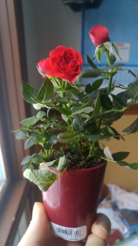 Valentine's Day Roses